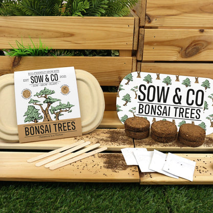 Bonsai Trees